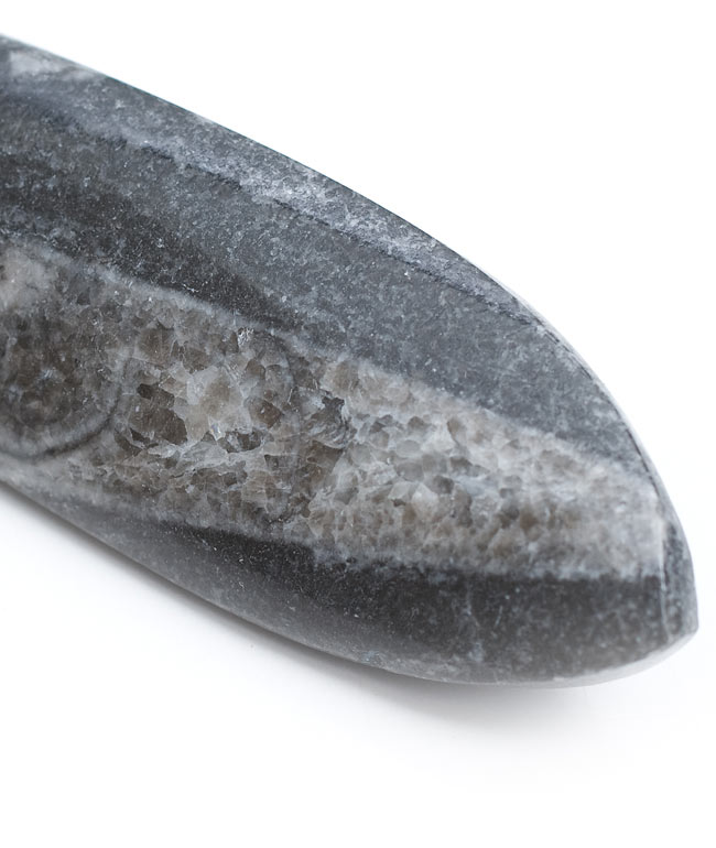 1点もの】オルソセラスの化石 の通販 - TIRAKITA.COM