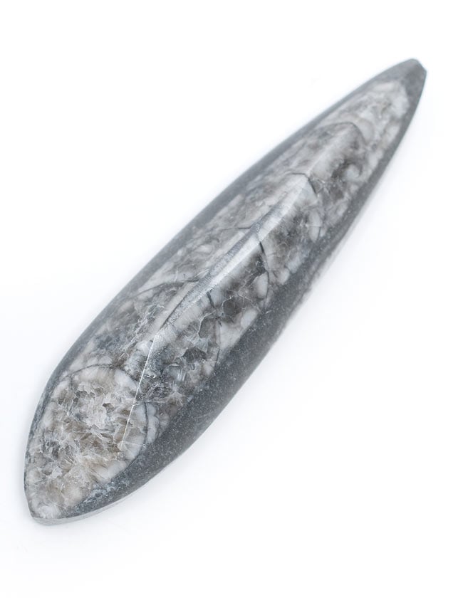 1点もの】オルソセラスの化石 の通販 - TIRAKITA.COM