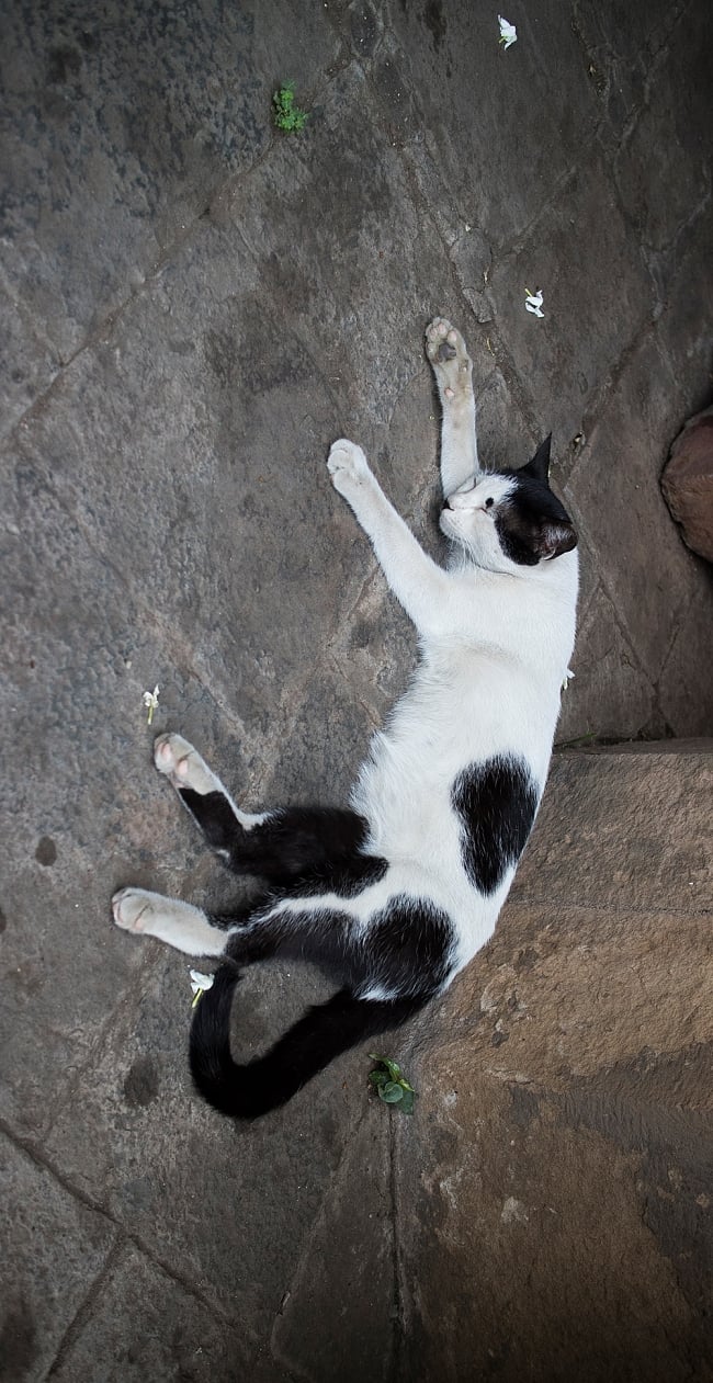 昼寝する猫のスマホケース【ティラキタオリジナルiPhoneXケース】の写真1枚目です。デザインの拡大ですiPhone、iPhoneX、スマホ、スマホ ケース
