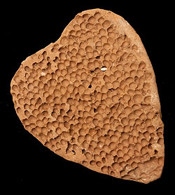 【レア品】素焼きの洗濯ブラシ - サブ3