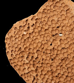 【レア品】素焼きの洗濯ブラシ - サブ4