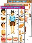 インドの教育ステッカー3枚セット　【人体図鑑】の商品写真