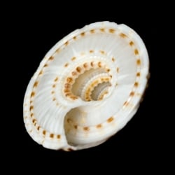 ヴィシュヌチャクラ - サブ2