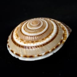 ヴィシュヌチャクラ - サブ3