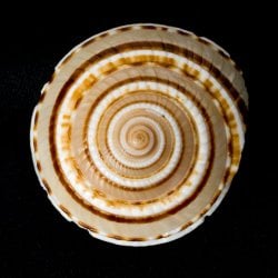 ヴィシュヌチャクラ(ID-SYMBOL-13)