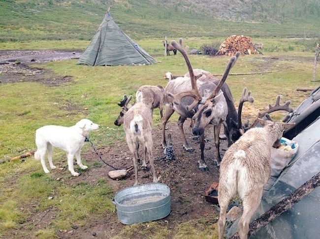 旅がなければ死んでいた [本編] 3 - モンゴルでは馬に乗って、トナカイ遊牧民を探して山を越え、谷を越え、尻が割れ。