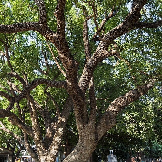 ヒンドゥー教の儀式で用いられる　樟脳の原木スティックタイプ　Camphor(Kapoor) 香木　お香【約50g程度】 10 - ネパール産になります