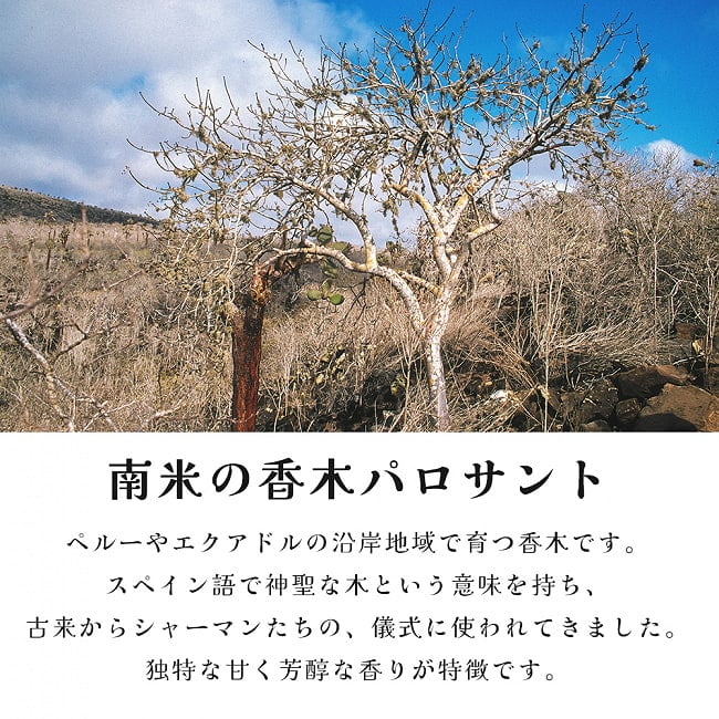 パロサント　天然の香木〔約100g〕品質の良いペルーのピウラ産　PALO SANTO　チャック付き袋　ヨガや瞑想　浄化などへ 12 - パロサントは、スペイン語で聖なる木の意味を持つ香木です。