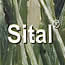 お香:Sital (Amber Atromatics)のお香