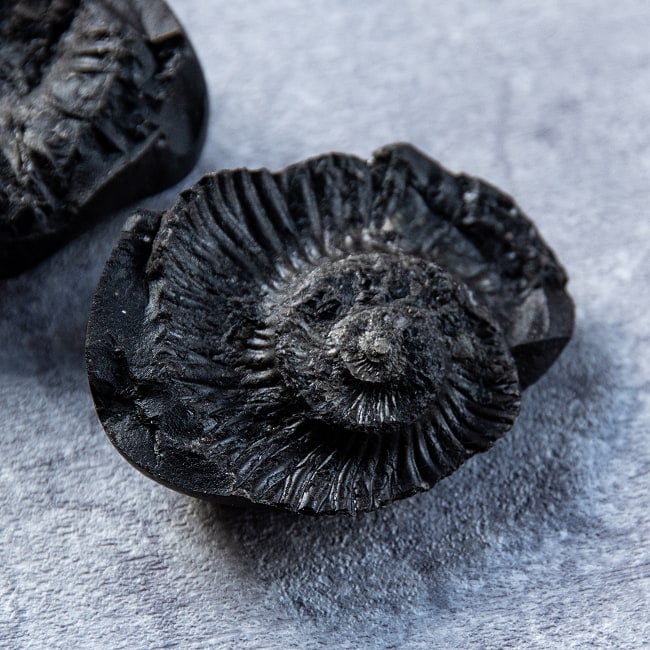 【1点物】シャリグラム ヒンドゥー教の聖石・ヴィシュヌ神の象徴 161g 3 - ヴィシュヌが顕現した姿として非常に貴重なものとされています。