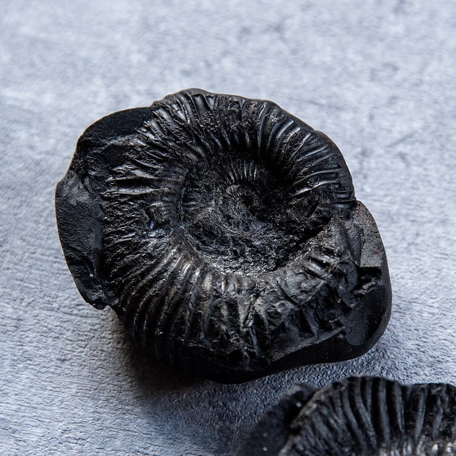 【1点物】シャリグラム ヒンドゥー教の聖石・ヴィシュヌ神の象徴 161g 4 - もう一対を見てみました。