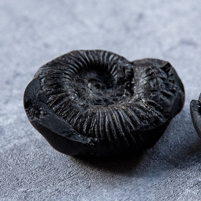 【1点物】シャリグラム ヒンドゥー教の聖石・ヴィシュヌ神の象徴 161g 6 - 細部の様子です。