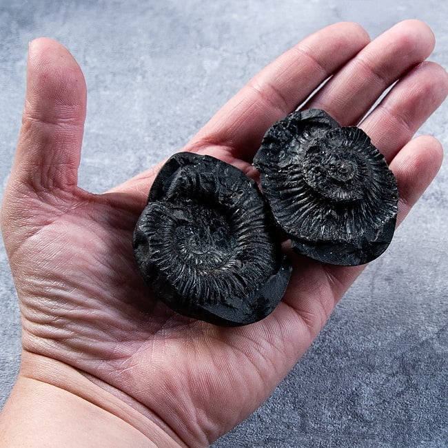 【1点物】シャリグラム ヒンドゥー教の聖石・ヴィシュヌ神の象徴 161g 8 - これくらいのサイズ感になります。