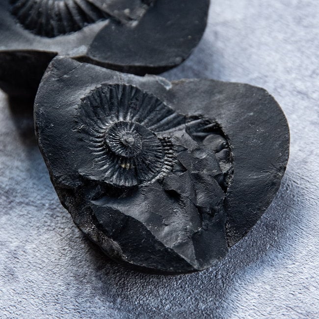 【1点物】シャリグラム ヒンドゥー教の聖石・ヴィシュヌ神の象徴 199g 3 - ヴィシュヌが顕現した姿として非常に貴重なものとされています。