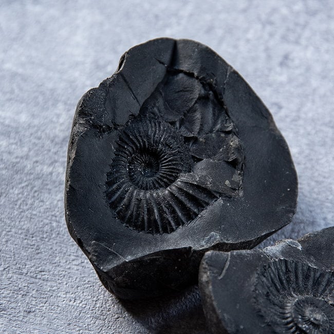 【1点物】シャリグラム ヒンドゥー教の聖石・ヴィシュヌ神の象徴 199g 4 - もう一対を見てみました。