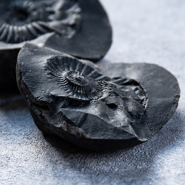 【1点物】シャリグラム ヒンドゥー教の聖石・ヴィシュヌ神の象徴 199g 5 - 自然が産んだ奇跡。