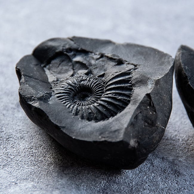 【1点物】シャリグラム ヒンドゥー教の聖石・ヴィシュヌ神の象徴 199g 6 - 細部の様子です。