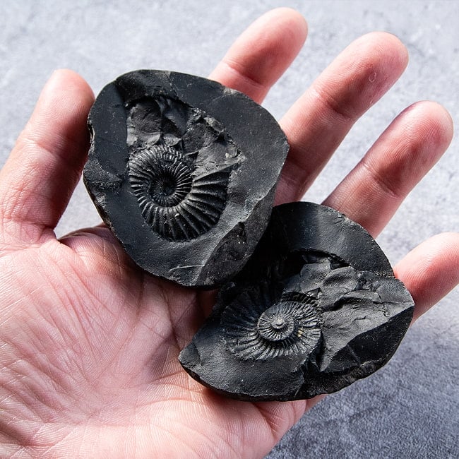 【1点物】シャリグラム ヒンドゥー教の聖石・ヴィシュヌ神の象徴 199g 8 - これくらいのサイズ感になります。