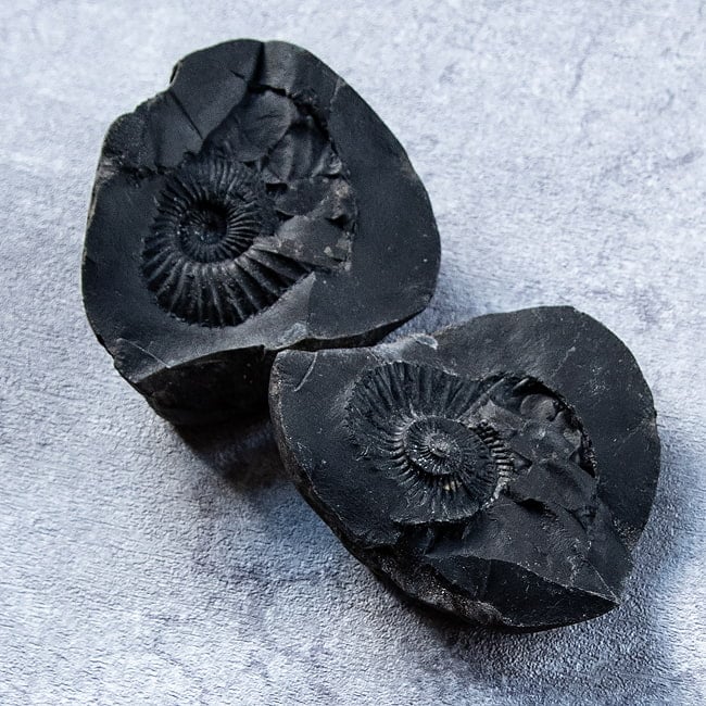 【1点物】シャリグラム ヒンドゥー教の聖石・ヴィシュヌ神の象徴 199gの写真聖石,サリグラム,アンモナイト,化石,ネパール産,シャリグラム,ヴィシュヌ神,化身,守護石,お守り,浄化,瞑想,グッズ,標本,天然石,パワーストーン