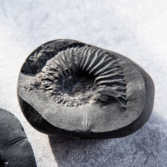 【1点物】シャリグラム ヒンドゥー教の聖石・ヴィシュヌ神の象徴 328g 4 - もう一対を見てみました。