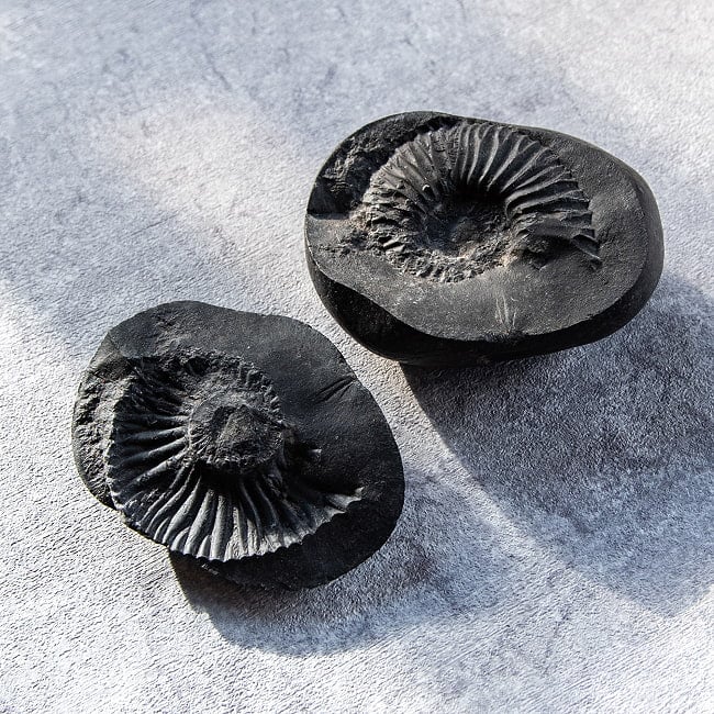 【1点物】シャリグラム ヒンドゥー教の聖石・ヴィシュヌ神の象徴 328gの写真聖石,サリグラム,アンモナイト,化石,ネパール産,シャリグラム,ヴィシュヌ神,化身,守護石,お守り,浄化,瞑想,グッズ,標本,天然石,パワーストーン