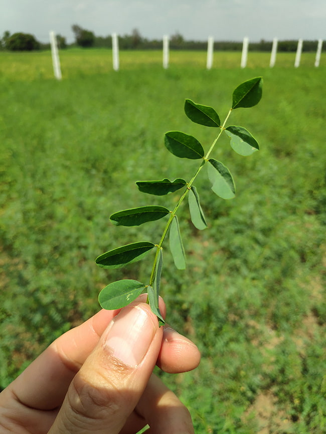 【送料無料・5個セット】インディゴケーキ - インド藍 ブロック 藍染用 【良品 約100g】 5 - こちらがインドで実際に栽培されている藍の葉っぱです