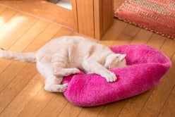 ネパールフェルトのキャットハウス パンプキン - サブ2