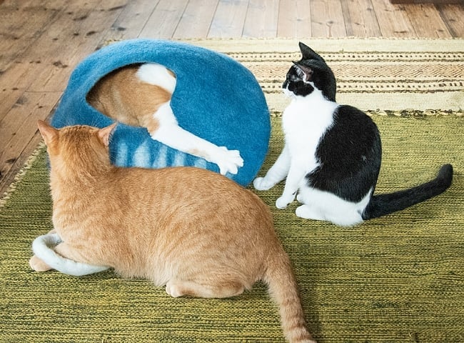 ネパールフェルトのしっぽ付きキャットハウス　猫ハウス 8 - 猫パンチが発射されることも