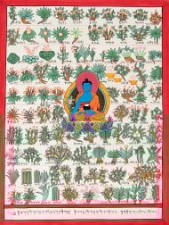 〔一点物〕タンカ - チベット医学四部医典薬草図[36x48cm](NP-TANKA-368)