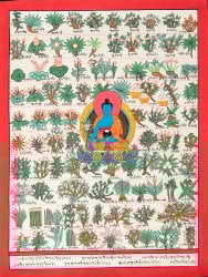 〔一点物〕タンカ - チベット医学四部医典薬草図[37x48cm](NP-TANKA-370)