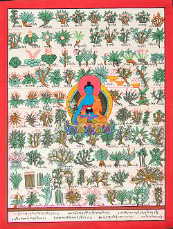 〔一点物〕タンカ - チベット医学四部医典薬草図[37x48cm]の商品写真