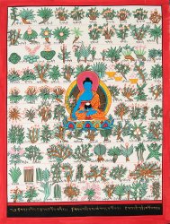 〔一点物〕タンカ - チベット医学四部医典薬草図[37x48cm](NP-TANKA-371)