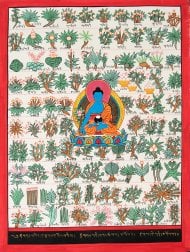 〔一点物〕タンカ - チベット医学四部医典薬草図[37x48cm](NP-TANKA-371)