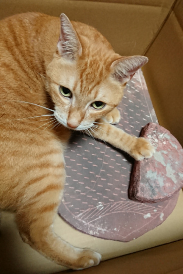 猫好きの評価写真