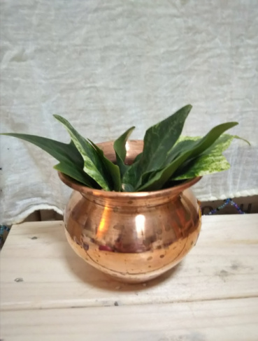 Jai Jaiの評価写真