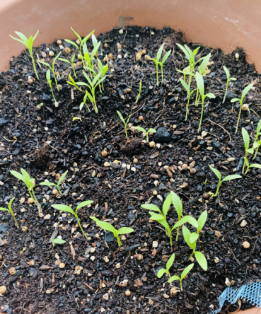 mopetの評価写真