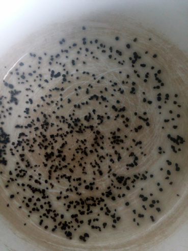 直子の評価写真