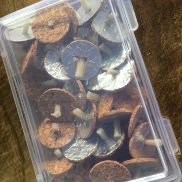 にーの評価写真