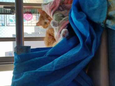 ゴンさくの評価写真