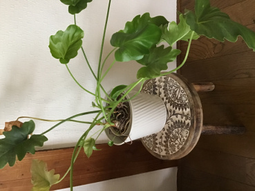 Arara44の評価写真