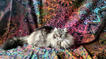 Fuu Fuuの評価写真