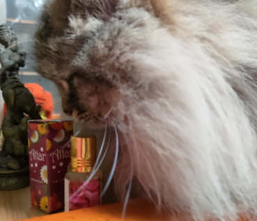 Fuu Fuuの評価写真