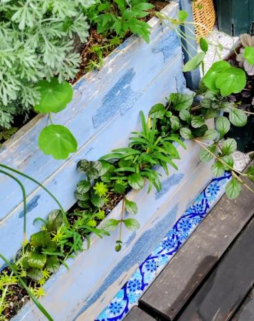 モチの評価写真