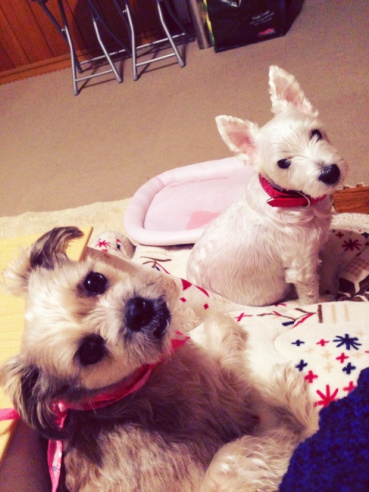 ナナちゃんの評価写真