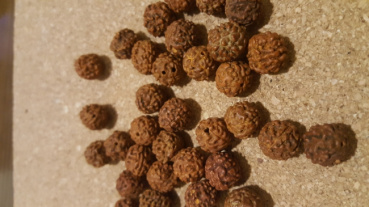 モコの評価写真