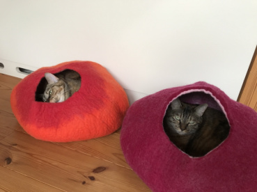 ニコの評価写真