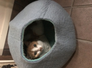 ニコの評価写真