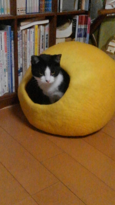 メメコの評価写真