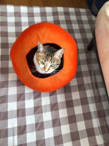 ちぐさの評価写真