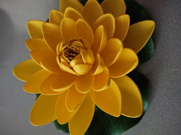 コンの評価写真